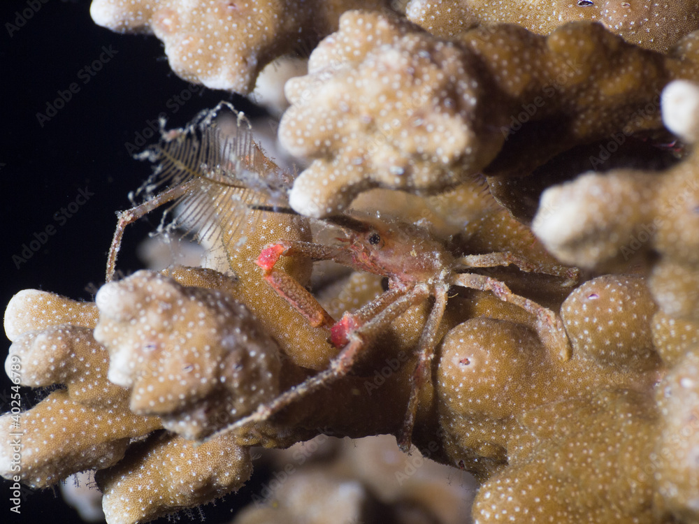 Hydroid crab on a hard coral (Mergui archipelago, Myanmar)