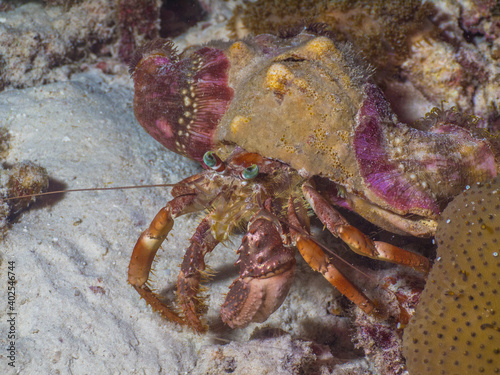 Anemone hermit crab on sand at night  Mergui archipelago  Myanmar 