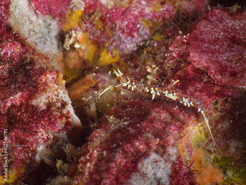 Nudibranch in a coral reef (Mergui archipelago, Myanmar) photo