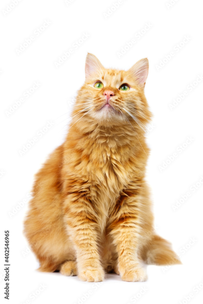 Ginger cat with green eyes standing, isolated on white background Ginger cat with green eyes standing, isolated on white background