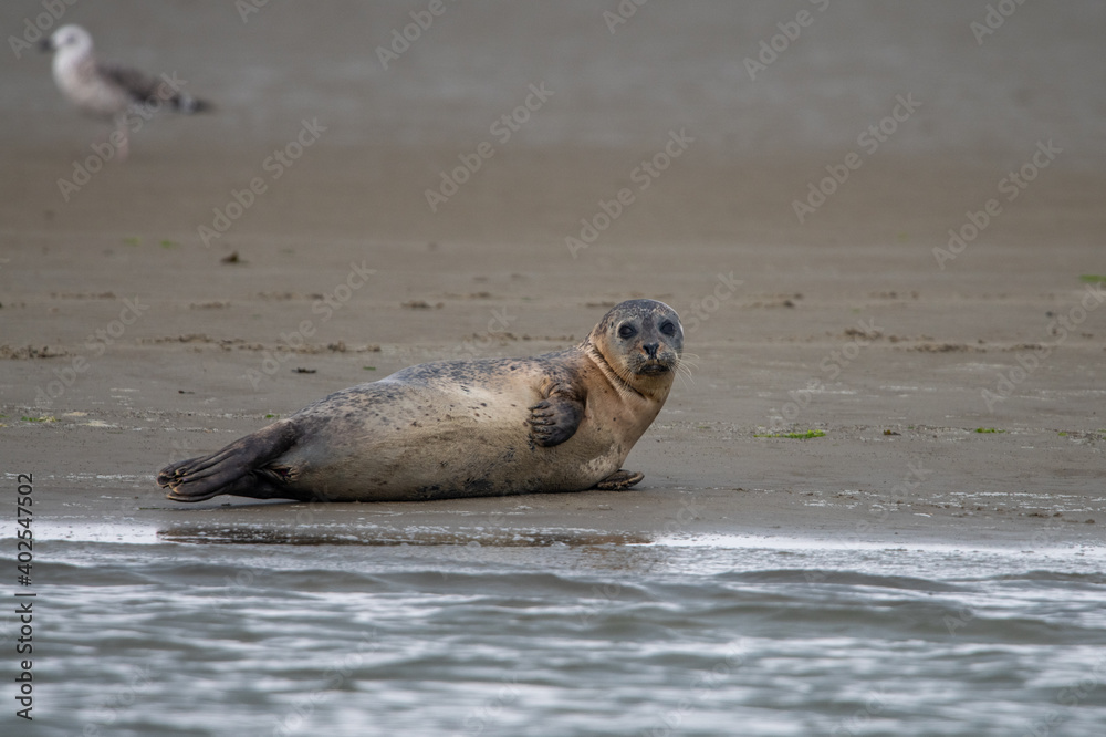 Fototapeta premium seal, sea, animal, beach, mammal, wildlife, nature, grey seal, water, ocean, sand, baby, halichoerus grypus, cute, young, wild, gray