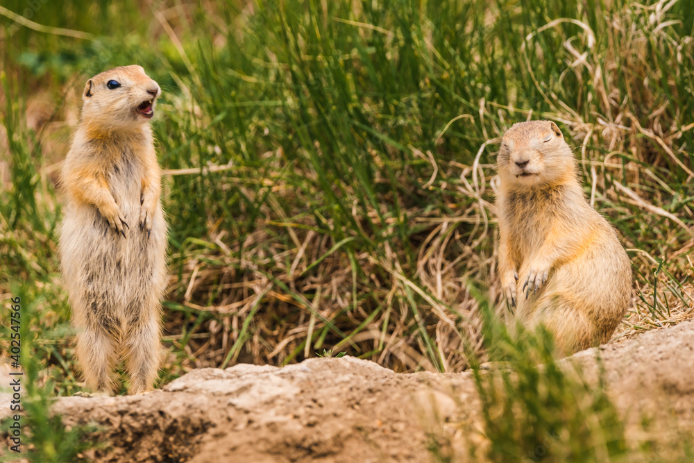 Präriehunde im Dialog Präriehunde im Dialog