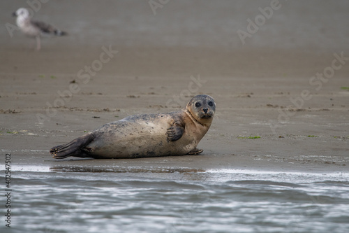 seal, sea, animal, beach, mammal, wildlife, nature, grey seal, water, ocean, sand, baby, halichoerus grypus, cute, young, wild, gray