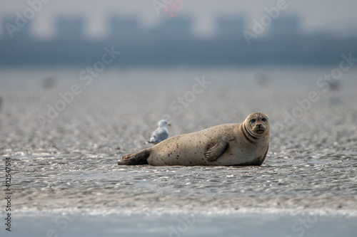 seal, sea, animal, beach, mammal, wildlife, nature, grey seal, water, ocean, sand, baby, halichoerus grypus, cute, young, wild, gray