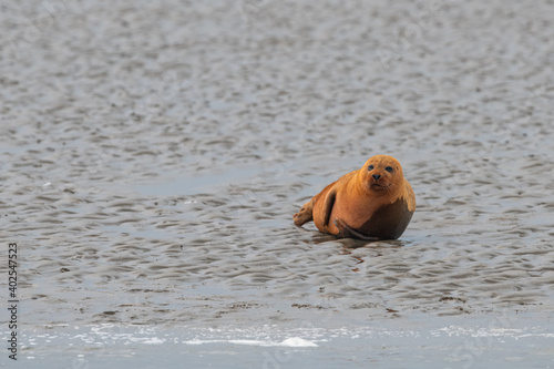 water, seal, animal, sea, nature, wildlife,  beach, wild, fur, sand,  cute, red seal