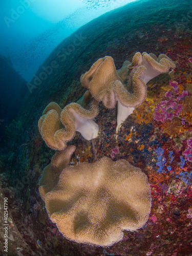 Toadstool mushroom leather corals on a boulder rock (Similan, Thailand) photo