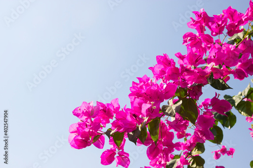 Pink Bougainvillea flower under blue sky for wallpaper or backgrpund
