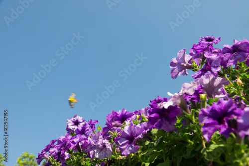 Purple Salvias flowers with sky for wallpaper or backgrpund with copy space