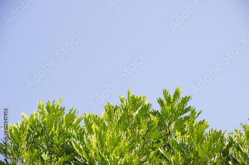 Green leaves under the sky is a blank space for the text.