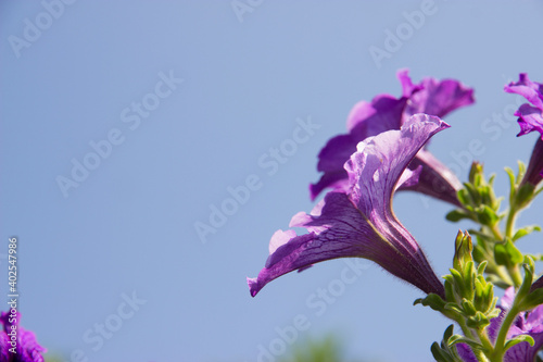 Purple Petunia flower with sky for wallpaper or backgrpund