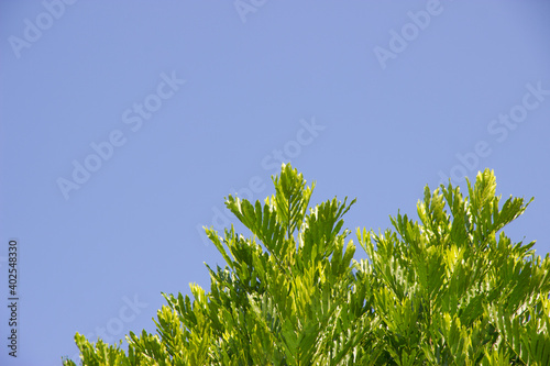 Green leaves under the sky is a blank space for the text.