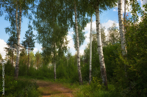 Birch grove on a clear summer day