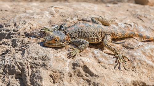 Agama  lizard. Animals of deserts in Israel. Travel photo