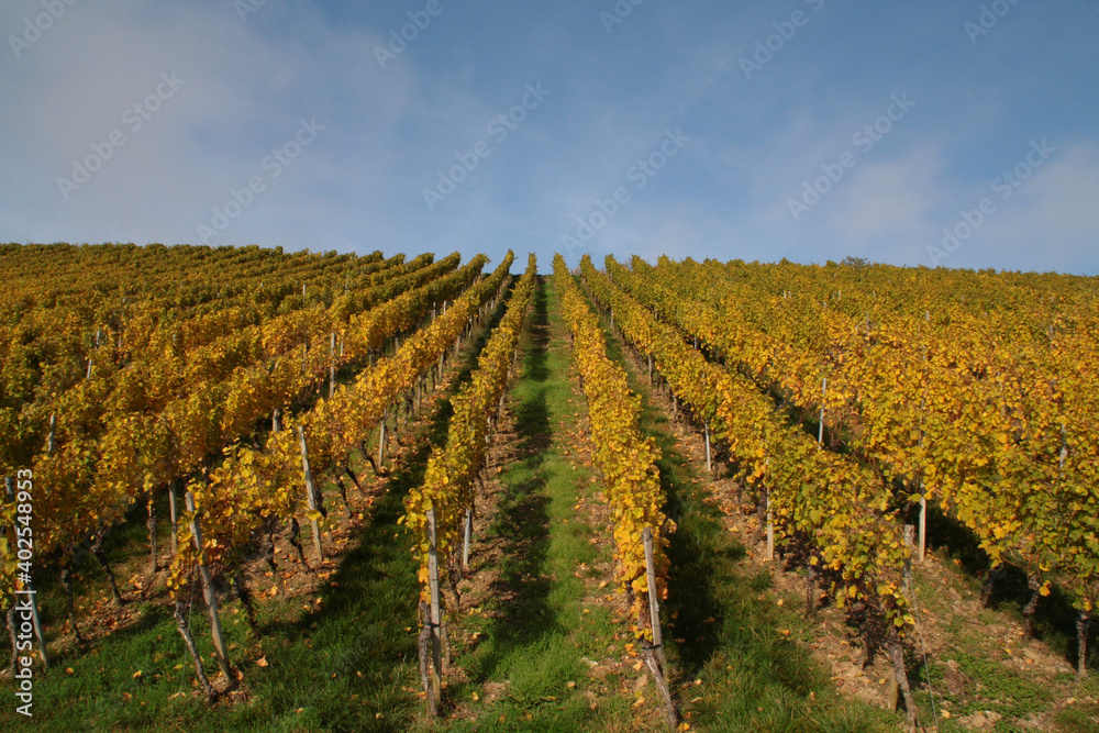 Herbstliche Weinberge in Unterfranken