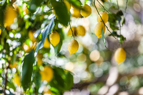  Sfusato lemons growing