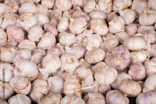 Fresh white garlic in large amount for sale