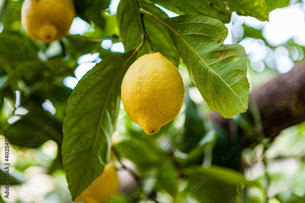Sfusato lemons growing