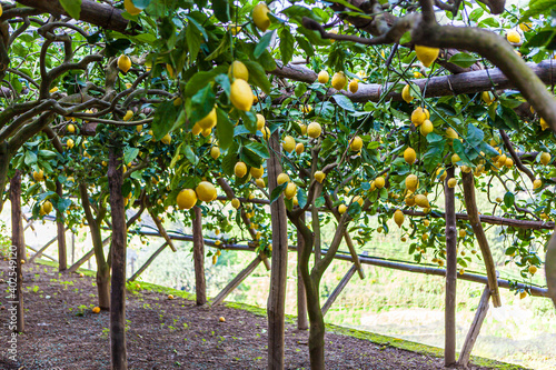 Sfusato lemons growing