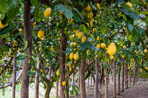 Sfusato lemons growing