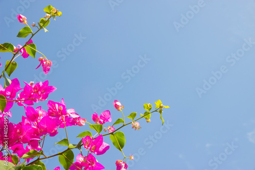 Pink Bougainvillea flower under blue sky for wallpaper or backgrpund