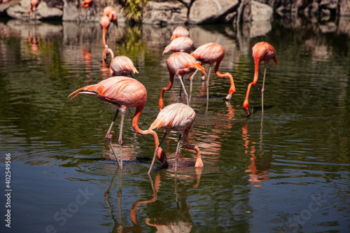 pink flamingos in the water