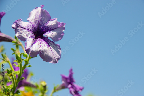 Purple Petunia flower with sky for wallpaper or backgrpund