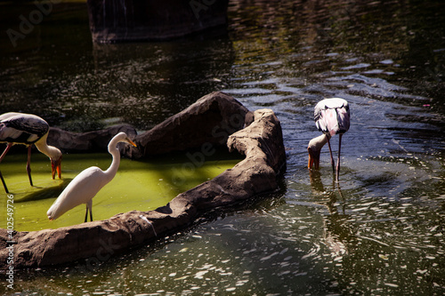 flamingos in the lake