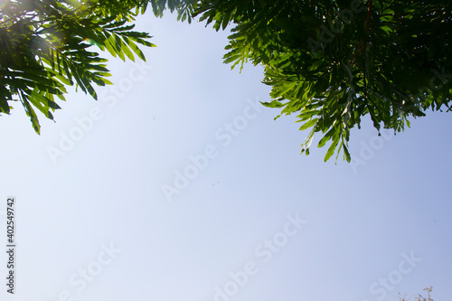 Green leaves under the sky is a blank space for the text.