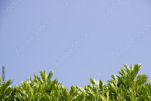 Green leaves under the sky is a blank space for the text.