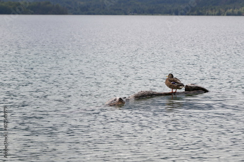 Lake Bohinjsko jezero  Bohinj  Slovenia