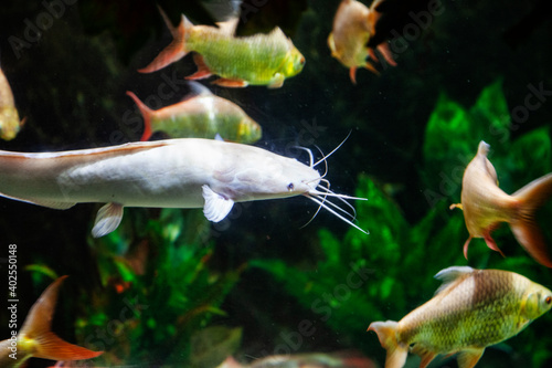 fish in aquarium