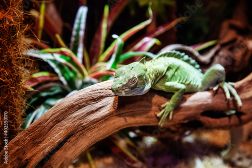 chameleon on a branch