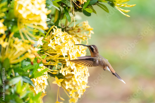 A Little Hermit hummingbird feeding on a yellow Ixora hedge in a tropical garden. Wildlife in nature. photo