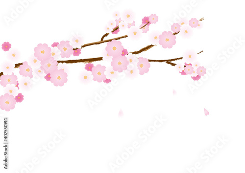 桜