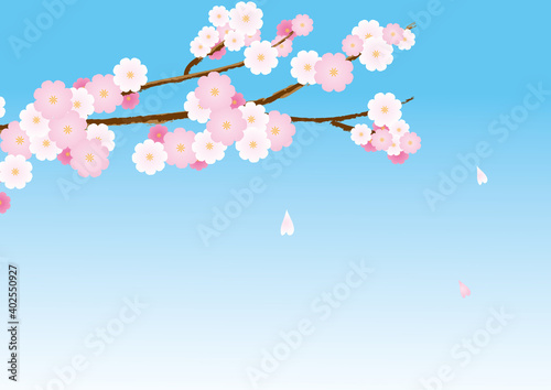 桜