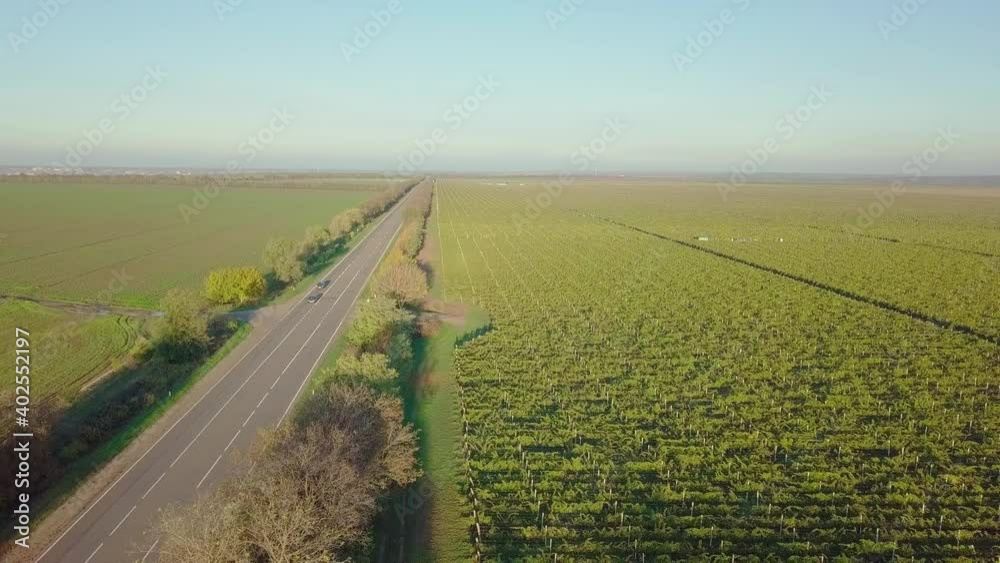 Vineyards in autumn. Beautiful drone flight over a colorful vineyard in Moldova Vineyards in autumn. Beautiful drone flight over a colorful vineyard in Moldova