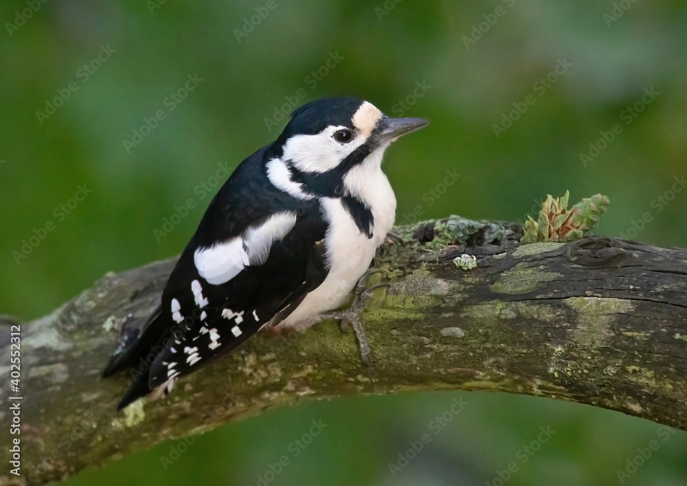 Great spotted woodpecker, (Dendrocopos major). Sitting on a branch and chopping on a cone. Great spotted woodpecker, (Dendrocopos major). Sitting on a branch and chopping on a cone.