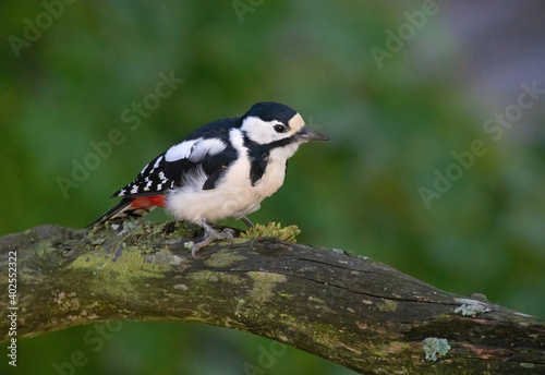 Great spotted woodpecker, (Dendrocopos major). Sitting on a branch and chopping on a cone. © svenaw