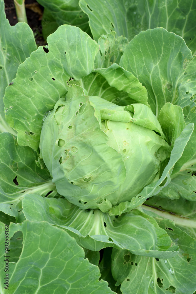 Cabbage with holes in leaves damaged by pest insects. Spoiling the harvest Cabbage with holes in leaves damaged by pest insects. Spoiling the harvest
