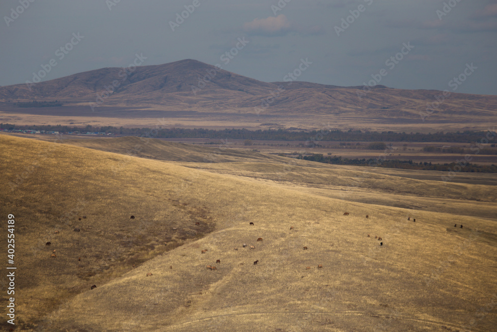 mountain landscape with horses