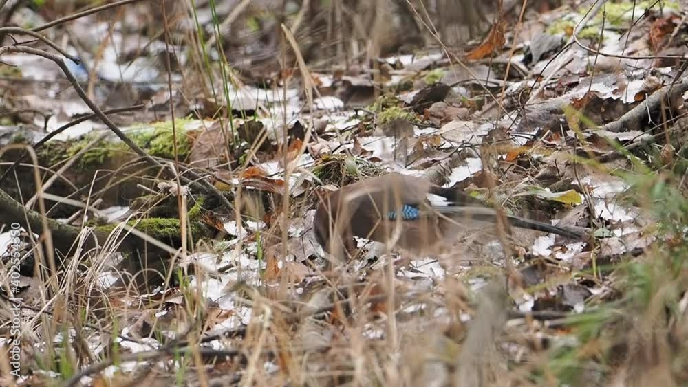 Eurasian jay or Garrulus glandarius in search for food on fallen leaves on ground. Curious bird in winter forest. Eurasian jay or Garrulus glandarius in search for food on fallen leaves on ground. Curious bird in winter forest.