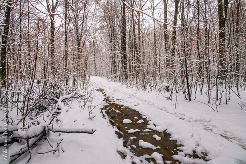Wallpaper Mural Winter forest with beautiful view.Falling snow.White Christmas in Bucharest Torontodigital.ca