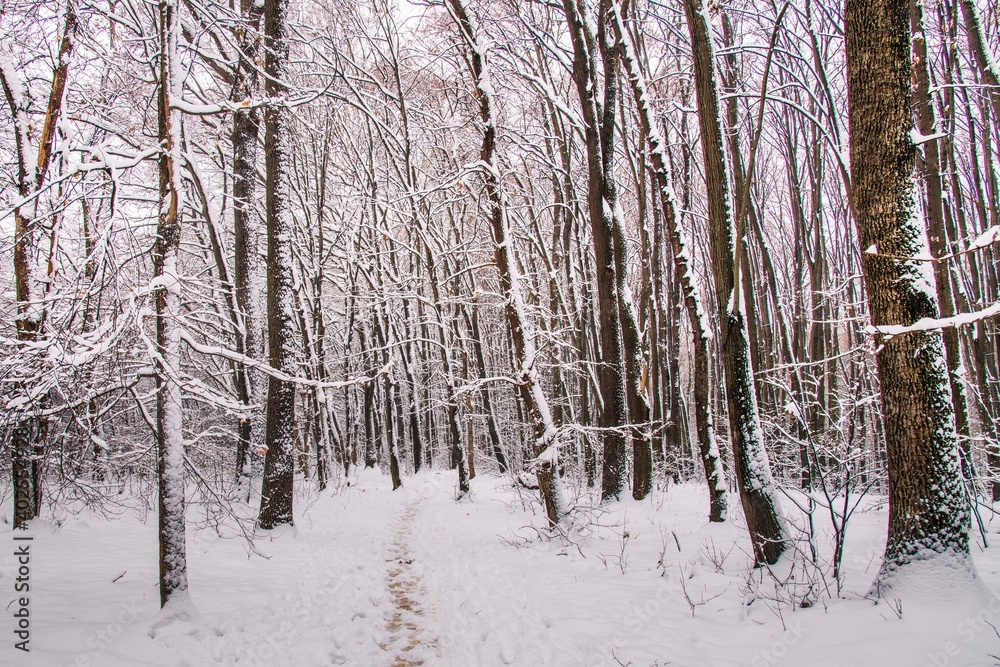 Winter forest with beautiful view.Falling snow.White Christmas in Bucharest