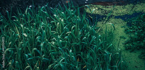 Close-up of aquatic plant. Panoramic shot. High resolution sharp photo. Panorama banner.