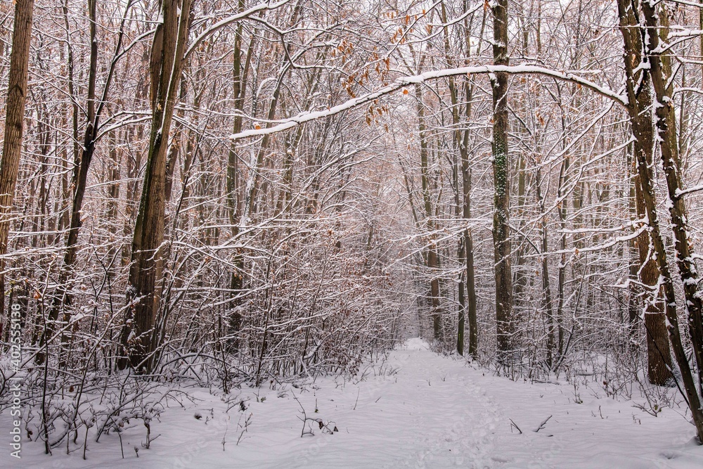 Fototapeta premium Winter forest with beautiful view.Falling snow.White Christmas in Bucharest