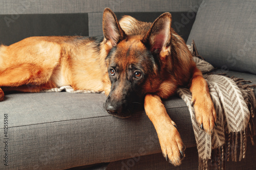 Purebred young German shepherd dog lying curled up on a sofa in the bedroom. Portrait of a pet.