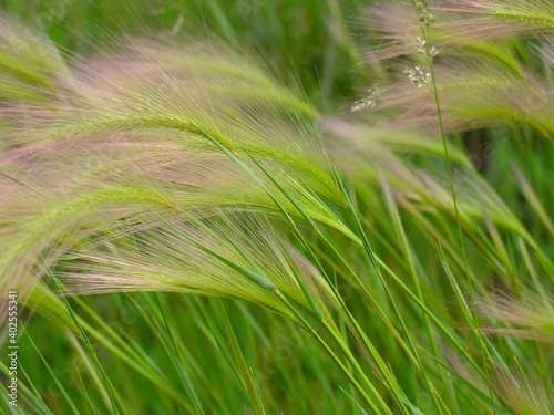 green grass in the wind