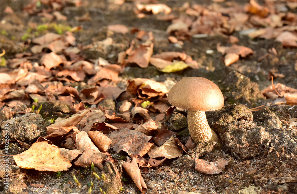 Birch bolete. Edible brown cap boletus among the grass and moss in autumn forest. Awesome fungus Aspen Mushroom against the background of green vegetation. Rough-stemmed bolete grows in in wildlife Birch bolete. Edible brown cap boletus among the grass and moss in autumn forest. Awesome fungus Aspen Mushroom against the background of green vegetation. Rough-stemmed bolete grows in in wildlife