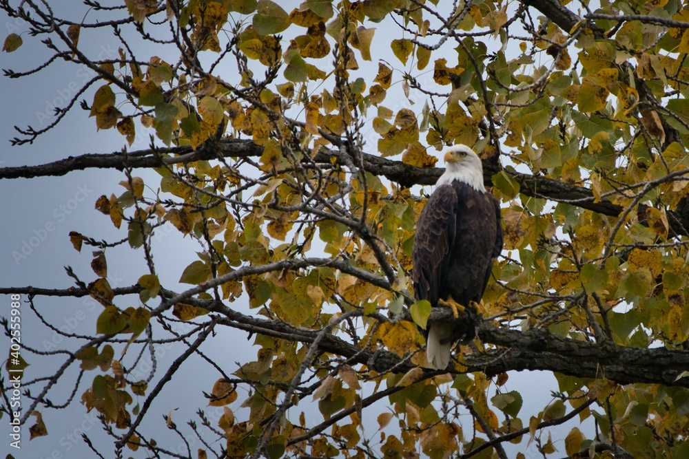 Fototapeta premium Bald eagle sitting in a tree in the fall. Beautiful eagle with fall colors against a grey sky. Majestic bird