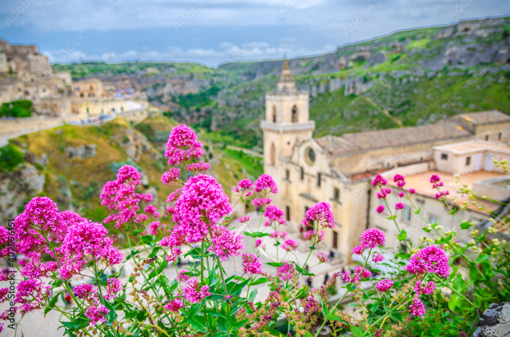 Red rose flowers and blurred background view of Church Chiesa San Pietro Caveoso, canyon and  ravine with caves in historical centre old ancient town Sassi di Matera, Basilicata, Southern Italy